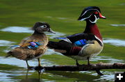 Wood Ducks. Photo by Fred Pflughoft.