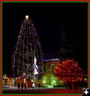 The Courthouse Tree. Photo by Terry Allen.