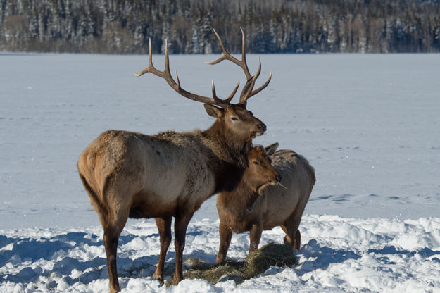 6 Point. Photo by Arnold Brokling.