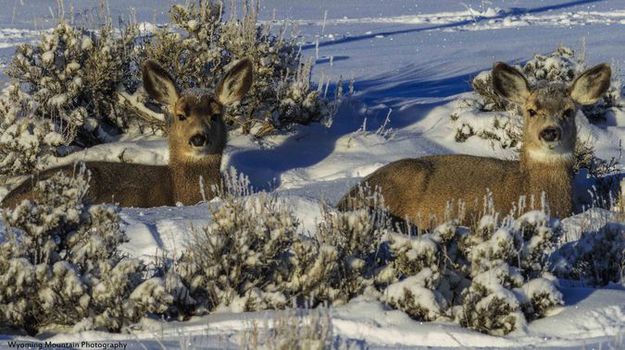 Content at -27F. Photo by Dave Bell.