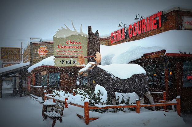 The Town Moose. Photo by Terry Allen.