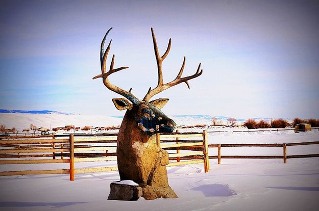 Kautza Wildlife Sticking up out of the Snow. Photo by Terry Allen.