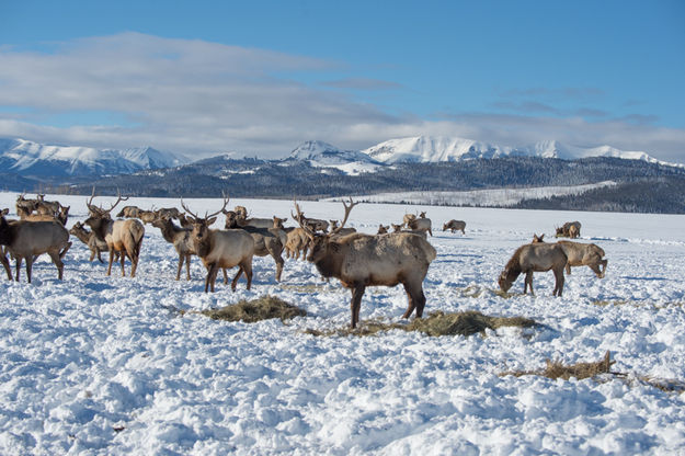 Frosted Flakes. Photo by Arnold Brokling.