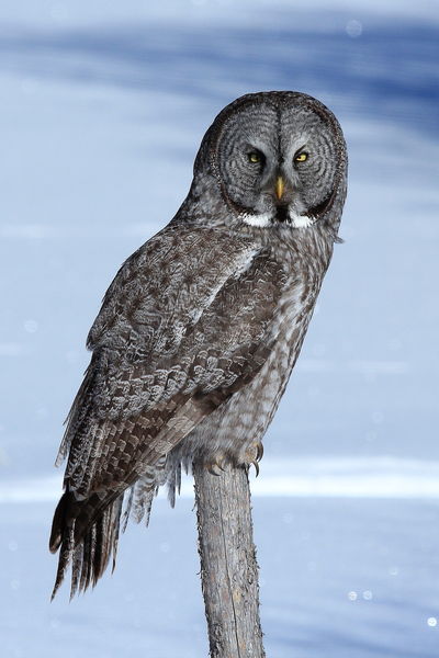 Great Grey Owl. Photo by Fred Pflughoft.