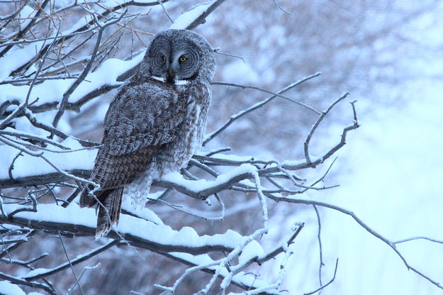 Great grey owl. Photo by Fred Pflughoft.