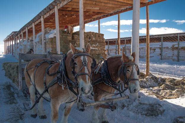 Loading the sled. Photo by Arnold Brokling.