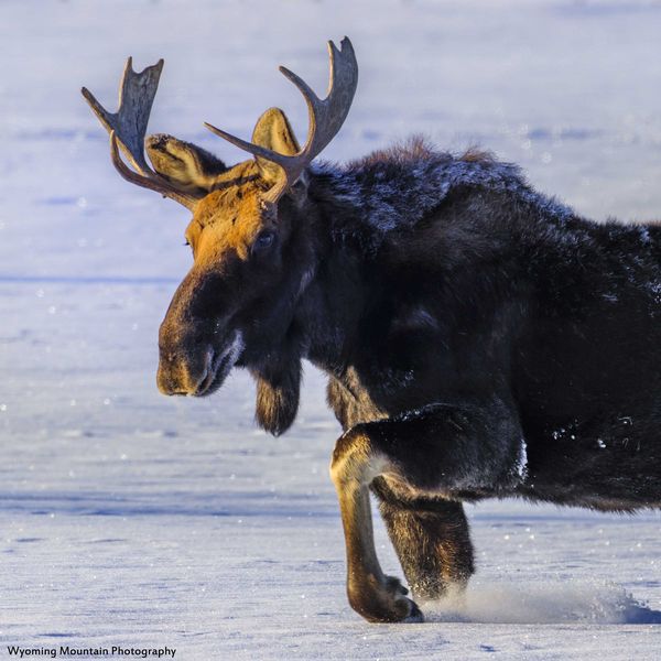 Morning Moose Moving. Photo by Dave Bell.