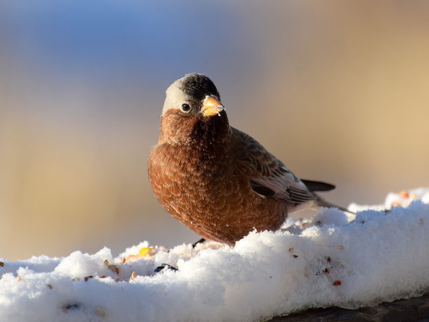 Gray-crowned Rosy Finch. Photo by Mike Lillrose.