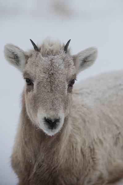 Happy Ewe Near. Photo by Arnold Brokling.