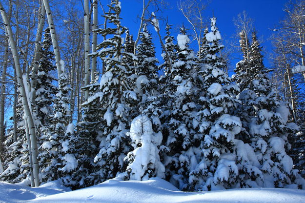 Snow trees. Photo by Fred Pflughoft.