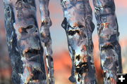 Icicle aspens. Photo by Fred Pflughoft.