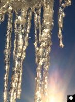 Icicles of silver. Photo by Fred Pflughoft.