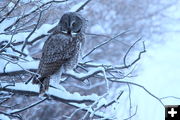 Great grey owl. Photo by Fred Pflughoft.