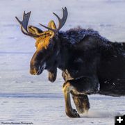 Morning Moose Moving. Photo by Dave Bell.