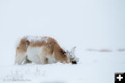 Frostbite. Photo by Arnie Brokling.