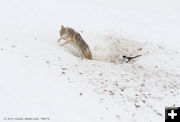 Fur Trapper. Photo by Arnold Brokling.