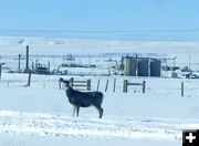 Gas field mule deer. Photo by Dawn Ballou, Pinedale Online.