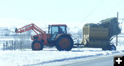 Feeding hay. Photo by Dawn Ballou, Pinedale Online.