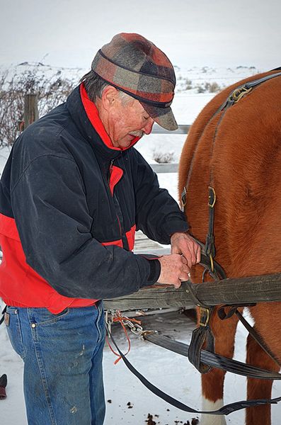 Dexter Hitching Up Tony. Photo by Terry Allen.