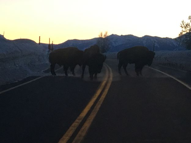 Watch for bison in the road. Photo by Larry McCullough.