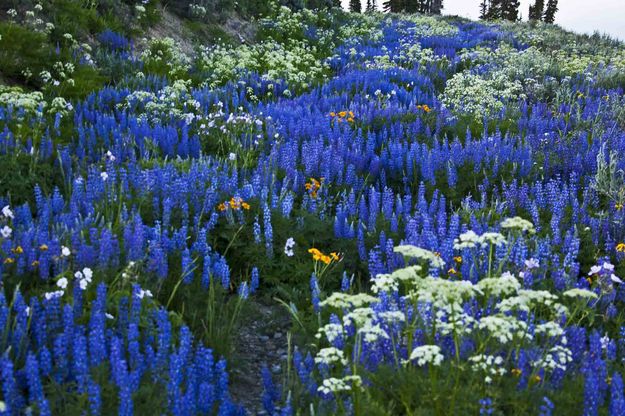 Lupine Galore. Photo by Dave Bell.