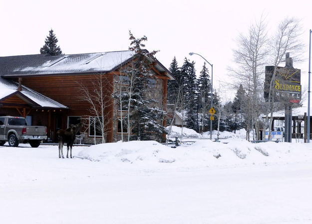 At the Sundance Motel. Photo by Dawn Ballou, Pinedale Online.