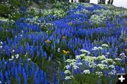 Lupine Galore. Photo by Dave Bell.