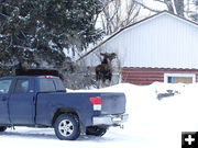 Standing on the snow pile. Photo by Dawn Ballou, Pinedale Online.