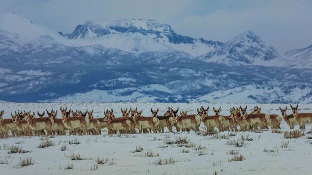 Wintering pronghorn. Photo by Dave Bell.