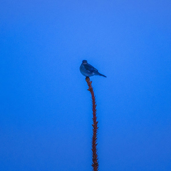 First bluebird March 15. Photo by Dave Bell.