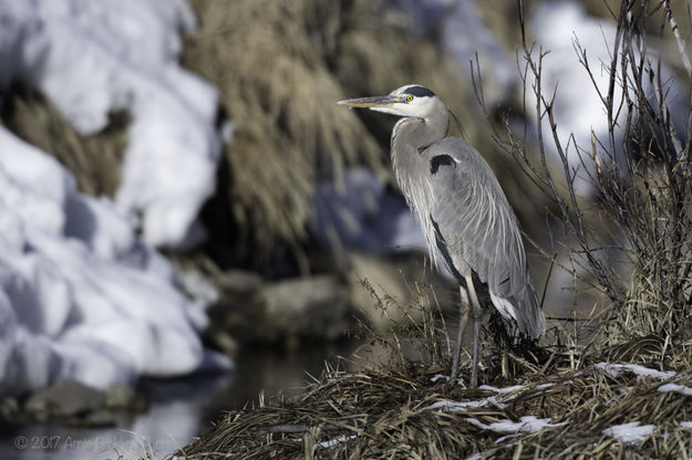 Great blue heron. Photo by Arnold Brokling.