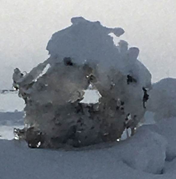 Snow Donut. Photo by Renee Smythe.