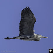 Heron. Photo by Arnold Brokling.