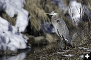 Great blue heron. Photo by Arnold Brokling.