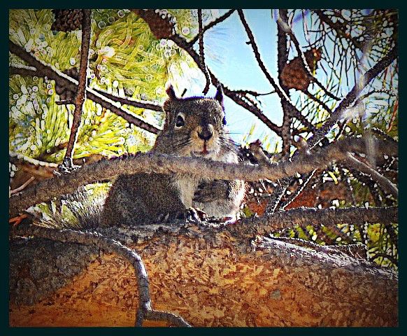 The Squirrel. Photo by Terry Allen.