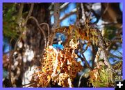 The Squirrel Candy Stash. Photo by Terry Allen.