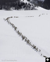 Elk. Photo by Arnold Brokling.