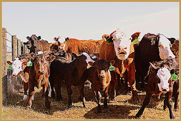 The Herd. Photo by Terry Allen.