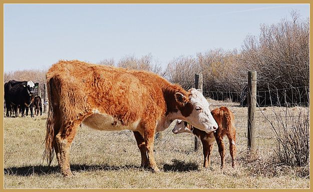 A Mothers Claiming and First Aid. Photo by Terry Allen.