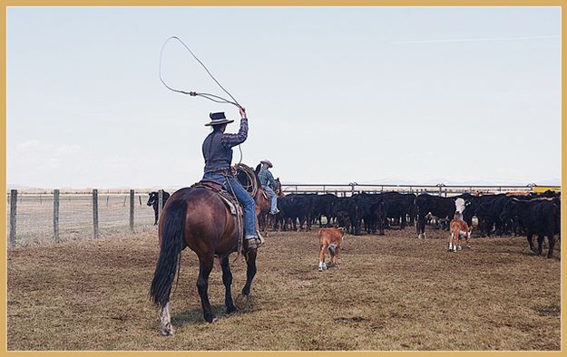 On the Trail of a Calf. Photo by Terry Allen.