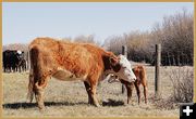 A Mothers Claiming and First Aid. Photo by Terry Allen.