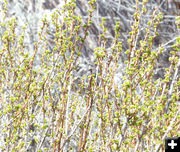 First green leaves. Photo by Pinedale Online.