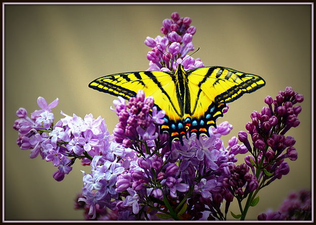 Butterfly. Photo by Terry Allen.