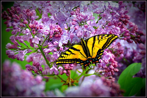 Butterfly and Lilac's. Photo by Terry Allen.
