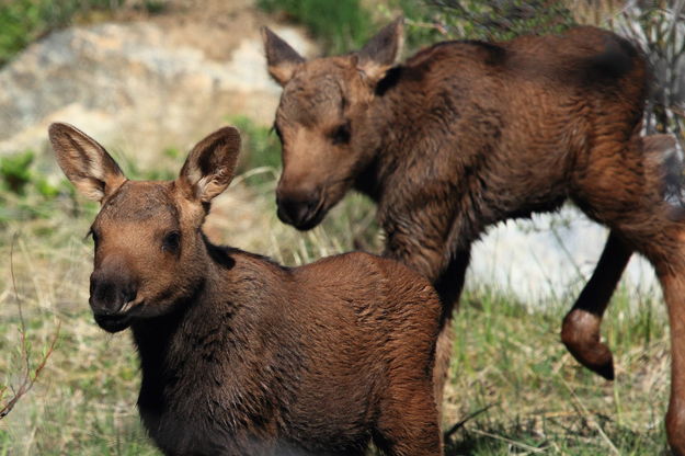 Young moose calves. Photo by Fred Pflughoft.