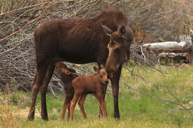 Mama moose with twins. Photo by Fred Pflughoft.
