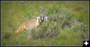 Badger. Photo by Terry Allen.