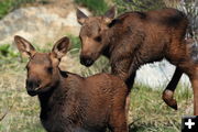 Young moose calves. Photo by Fred Pflughoft.