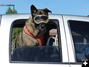 Mr. Cool. Photo by Dawn Ballou, Pinedale Online.