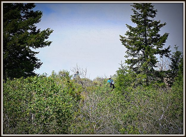 Voices in the Brush. Photo by Terry Allen.